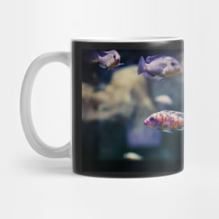 Aulonocara species ‘OB Peacock’ cichlids Mug